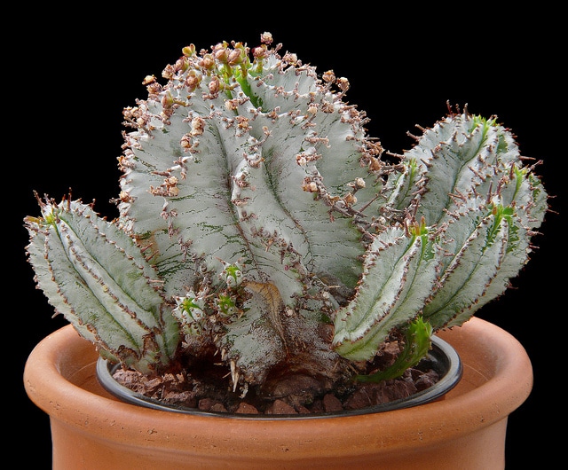 Synadenium (Euphorbia polygona)