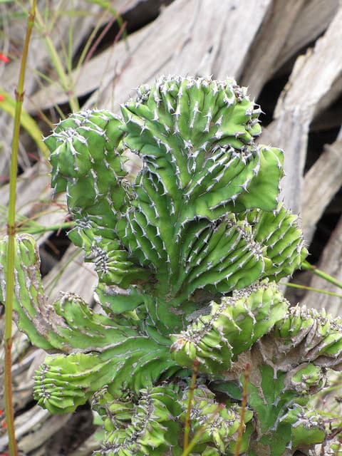 Synadenium (Euphorbia pseudocactus)