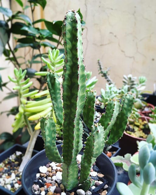 Synadenium