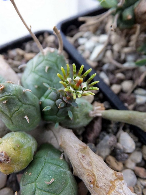 Synadenium