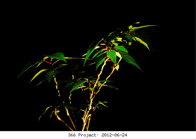 Étoile de noël (Euphorbia pulcherrima)