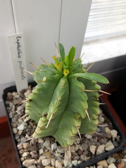 Synadenium (Euphorbia pulvinata)