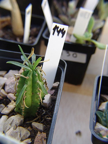 Synadenium