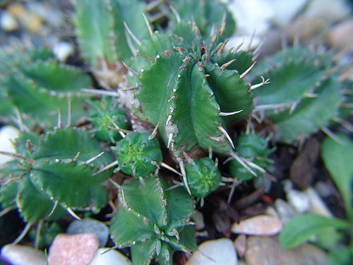 Synadenium