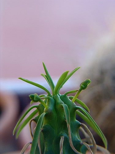 Synadenium