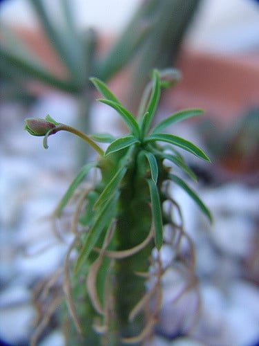 Synadenium