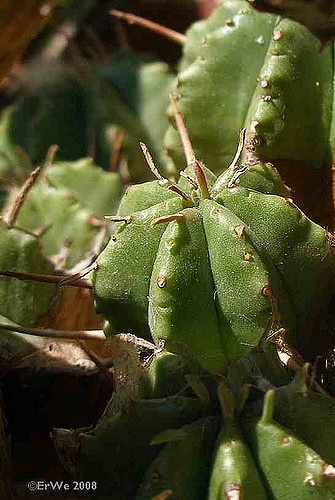 Synadenium