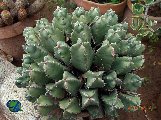 Euphorbe résinifère (Euphorbia resinifera)