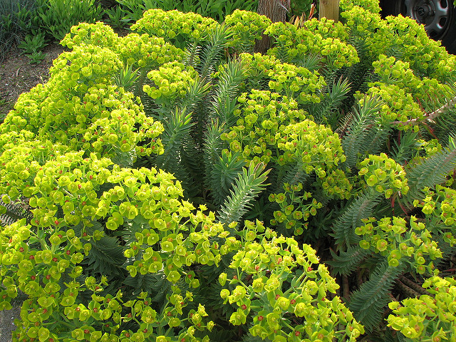 Euphorbe épineuse