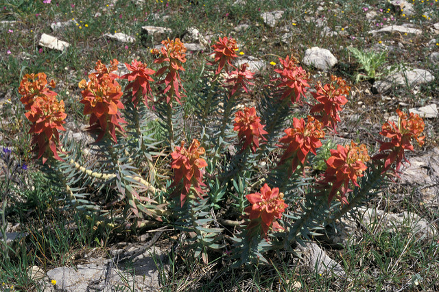 Euphorbe épineuse