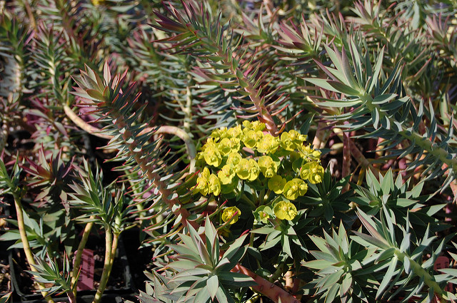Euphorbe épineuse