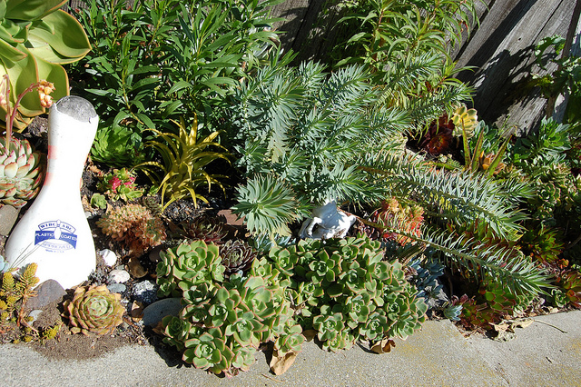 Euphorbe épineuse (Euphorbia rigida)