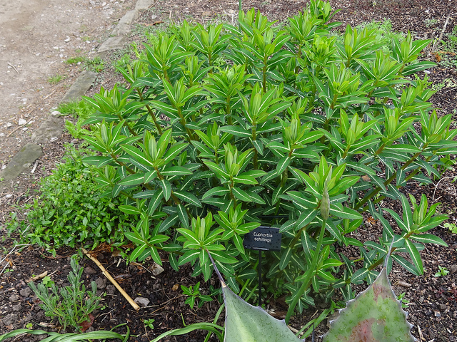 Euphorbe schillingii