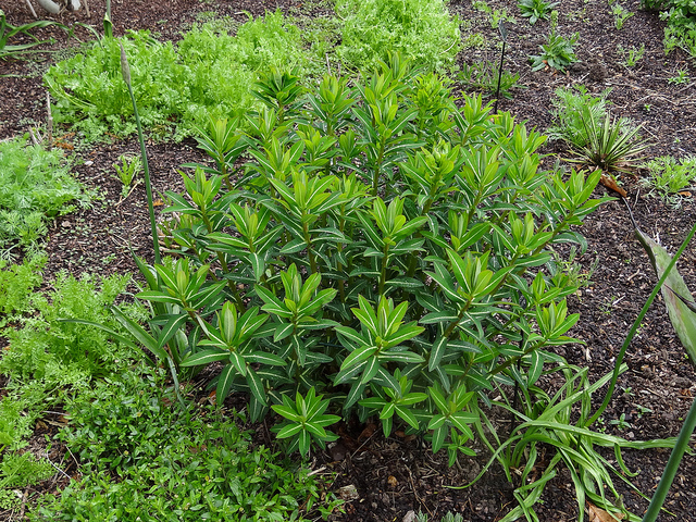 Euphorbe schillingii (Euphorbia schillingii)