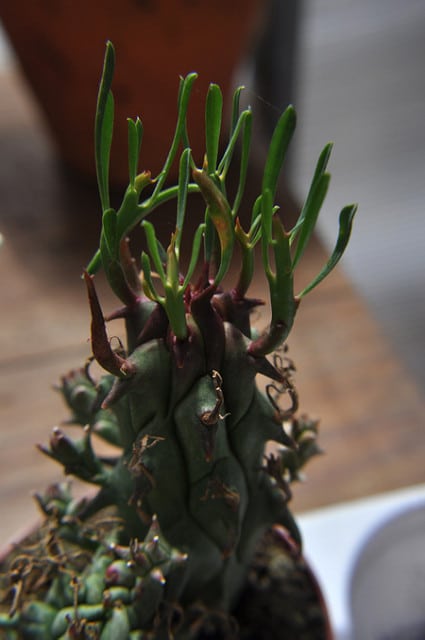 Synadenium (Euphorbia schoenlandii)