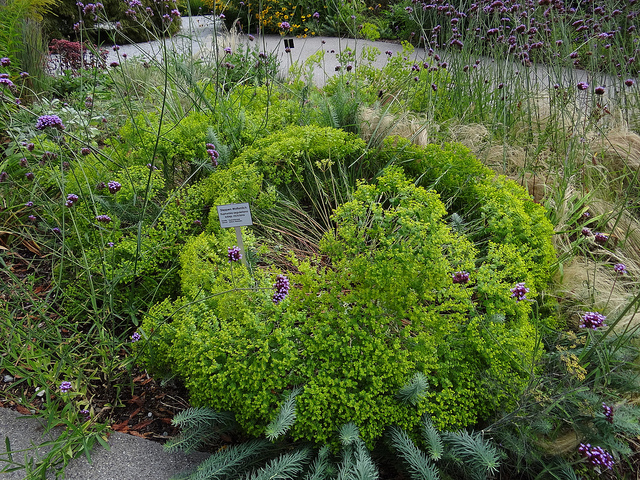 Euphorbe de séguier (Euphorbia seguieriana)