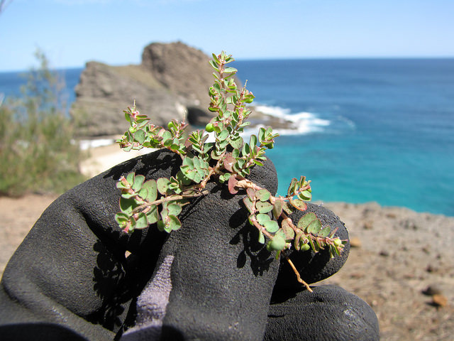 Euphorbe rampante (Euphorbia serpens)