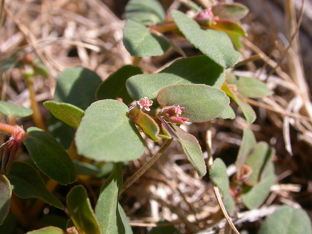 Euphorbe du bays basque (Euphorbia serpyllifolia)