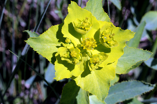 Euphorbe à feuilles dentées en scie (Euphorbia serrata)
