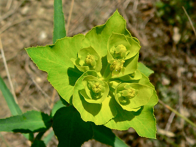 Euphorbe à feuilles dentées en scie