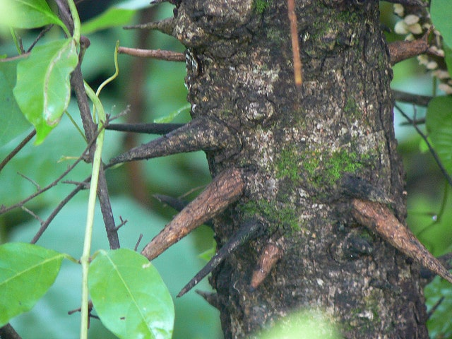 Euphorbe épineuse