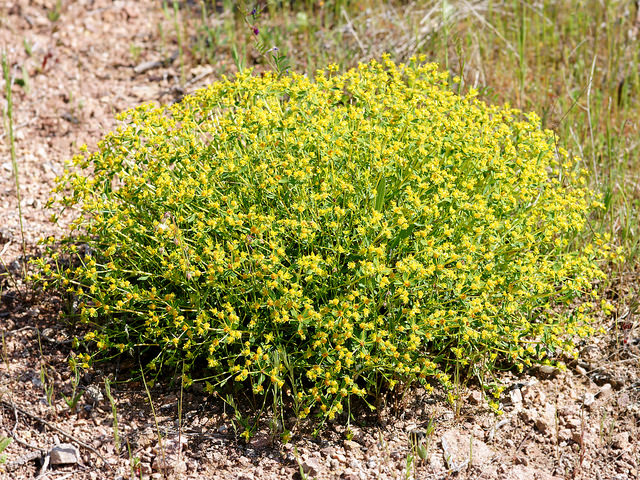 Euphorbe épineuse