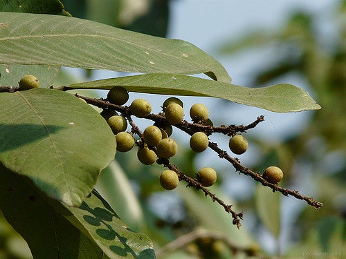 Euphorbe épineuse