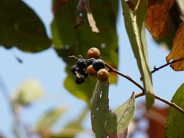 Euphorbe épineuse