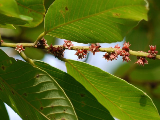 Euphorbe épineuse