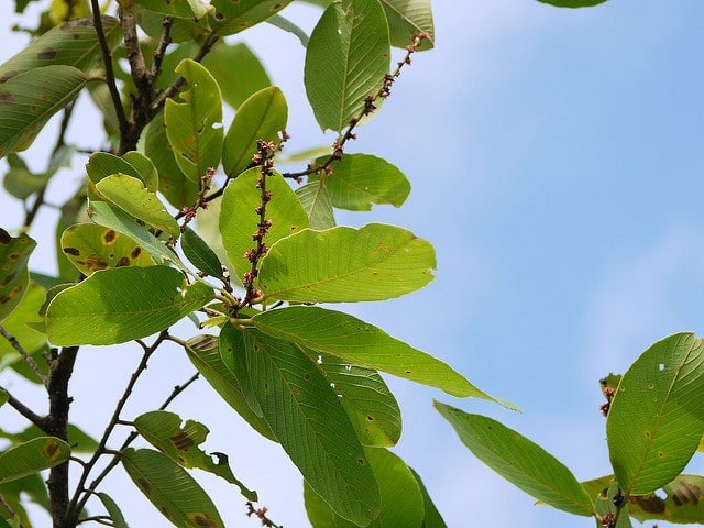 Euphorbe épineuse (Euphorbia spinosa)