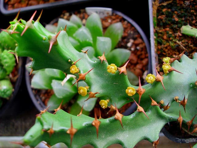 Synadenium