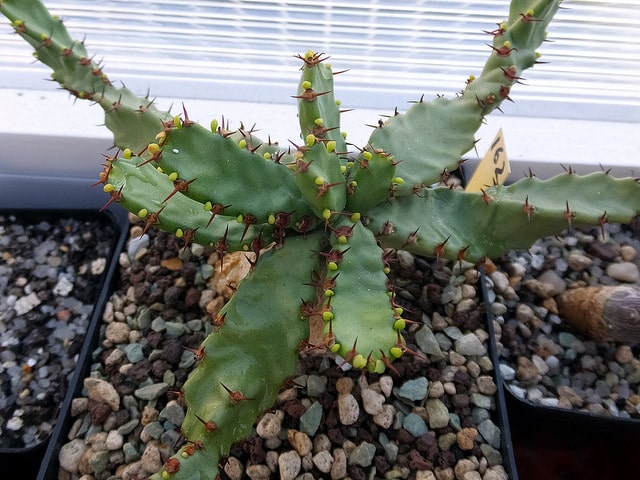 Synadenium (Euphorbia stellata)
