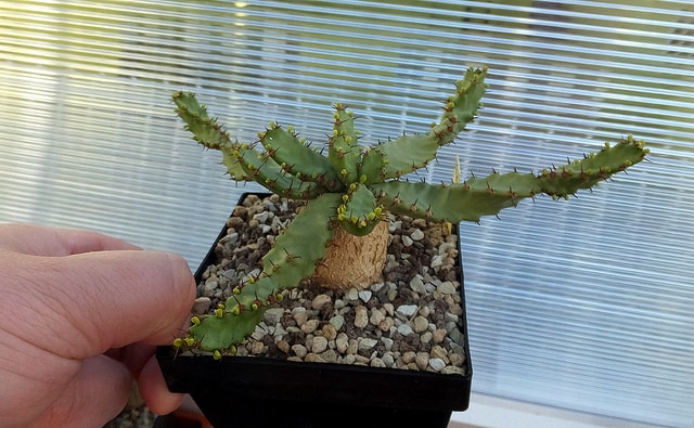 Synadenium
