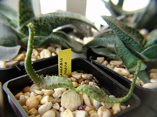 Synadenium