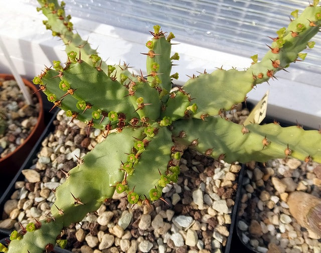 Synadenium