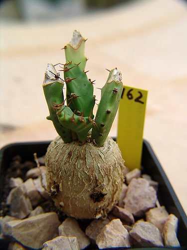 Synadenium