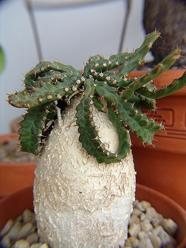 Synadenium