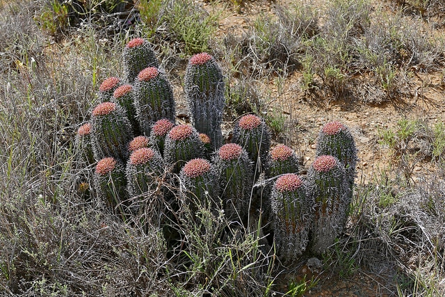 Synadenium