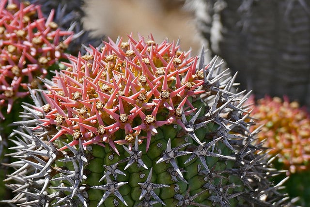 Synadenium