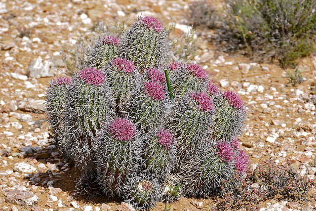 Synadenium (Euphorbia stellispina)
