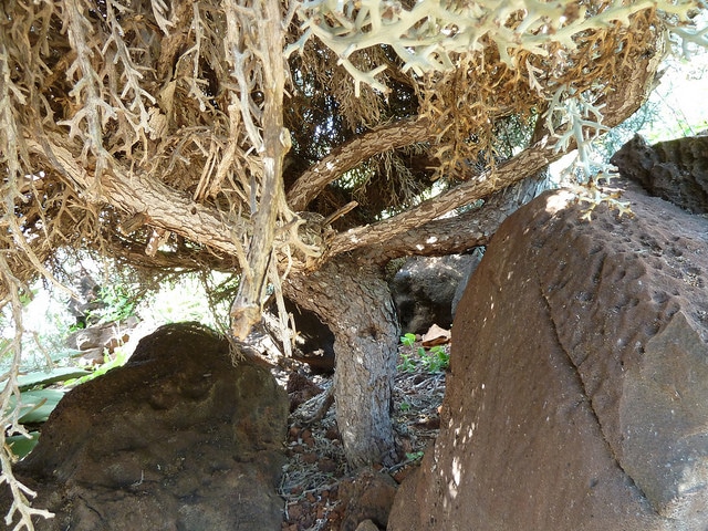 Euphorbia stenoclada