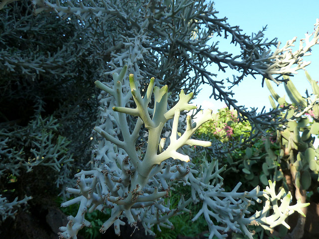 Euphorbia stenoclada