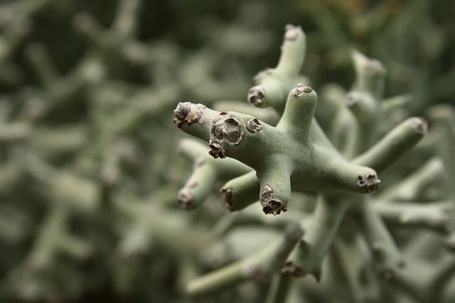 Euphorbia stenoclada