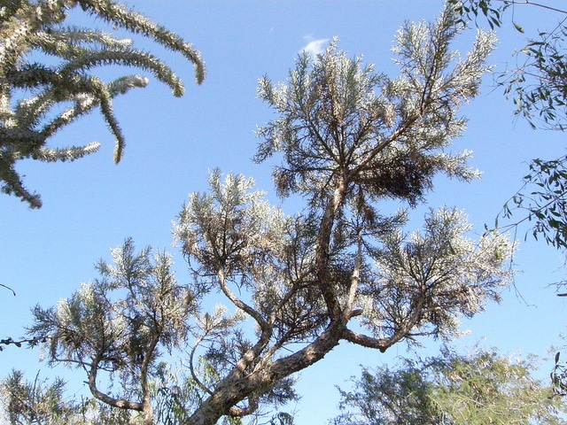 Euphorbia stenoclada