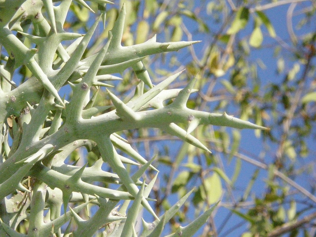 Euphorbia stenoclada