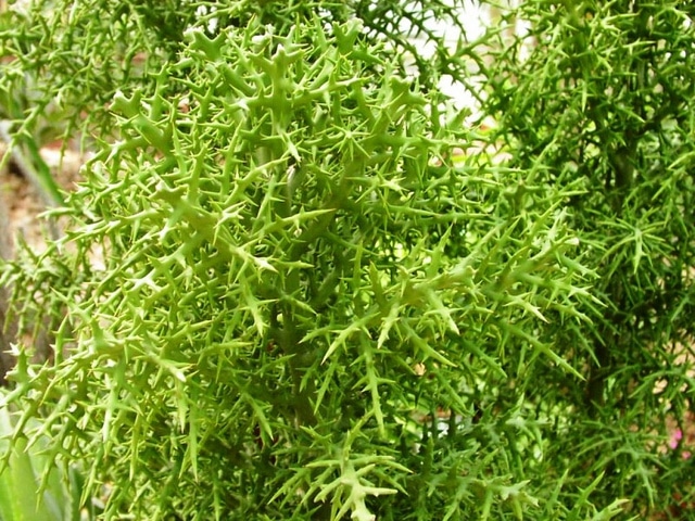 Euphorbia stenoclada