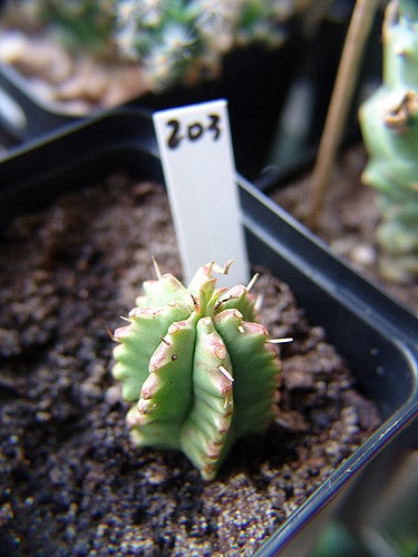 Synadenium
