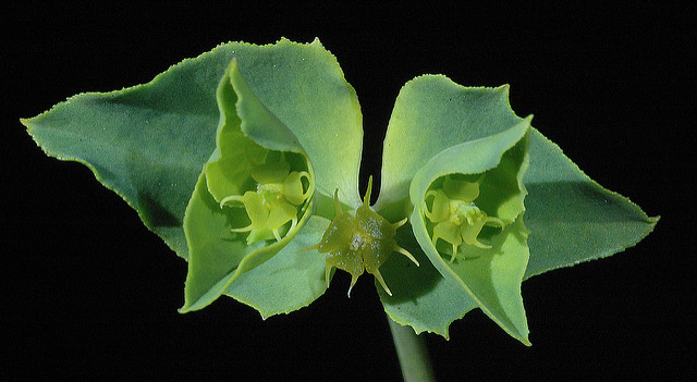 Euphorbe de terracine (Euphorbia terracina)