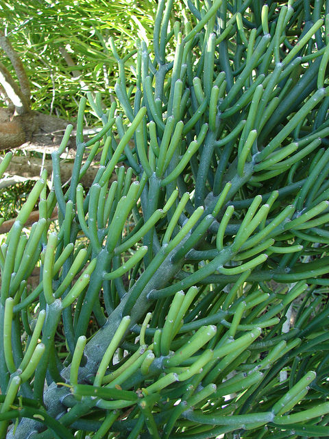 Plante crayon