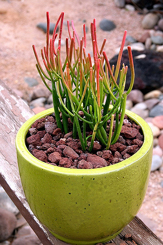 Plante crayon